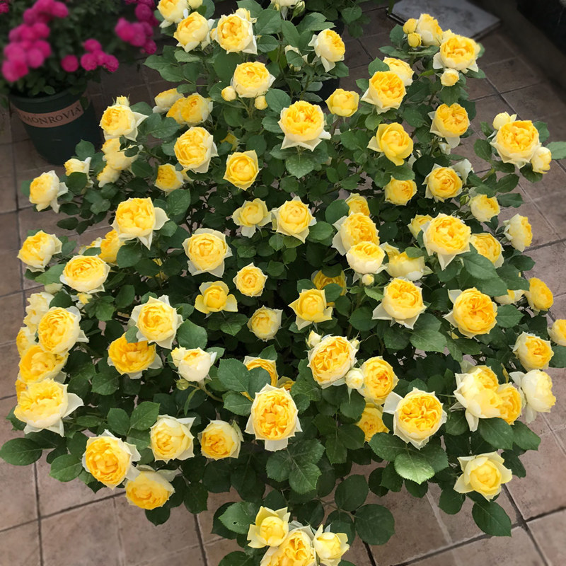 金丝雀  月季花苗灌木包子型 勤花室内阳台盆栽多头庭院花卉,淘宝优惠券,粉丝福利购,淘宝优惠卷