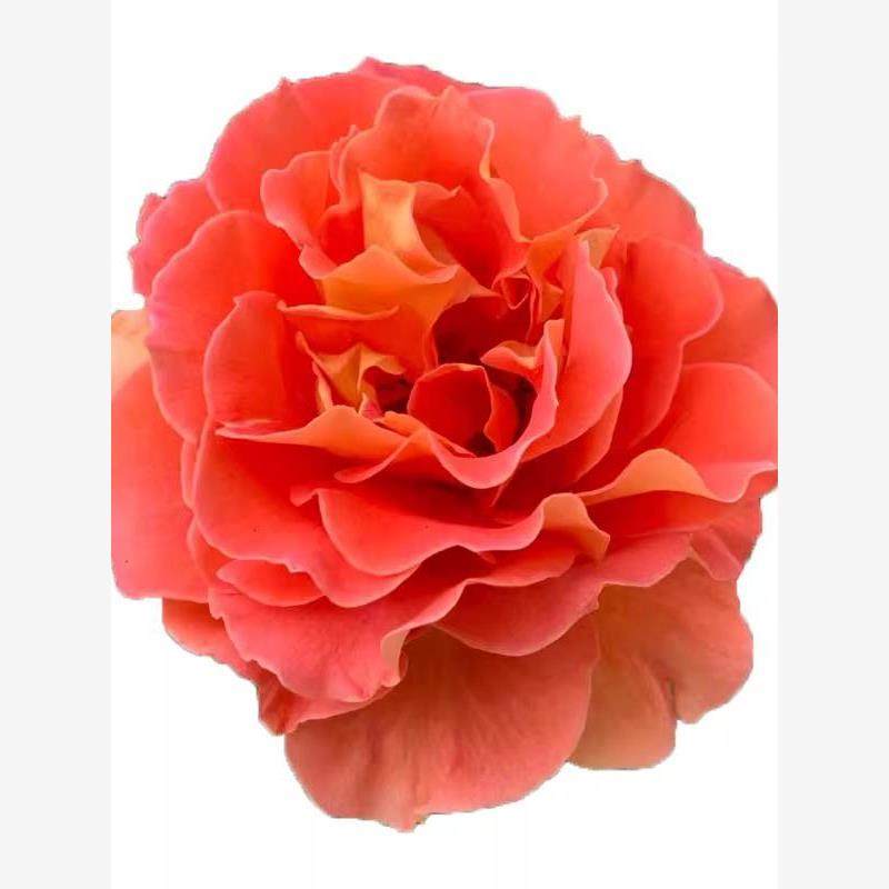 铜管乐队 月季花苗大花多季盆栽阳台花庭院勤花灌木杏色,淘宝优惠券,粉丝福利购,淘宝优惠卷