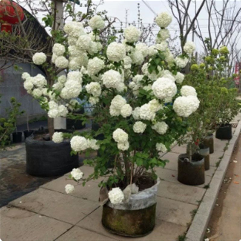 中华木本绣球斗球树苗白麻球苗琼花苗欧洲木绣球八仙绣球花苗绿植,淘宝优惠券,粉丝福利购,淘宝优惠卷