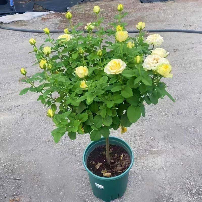 棒季棒糖月花579苗月带花苞大花浓香阳台庭院栽盆地栽多色树桩季,淘宝优惠券,粉丝福利购,淘宝优惠卷