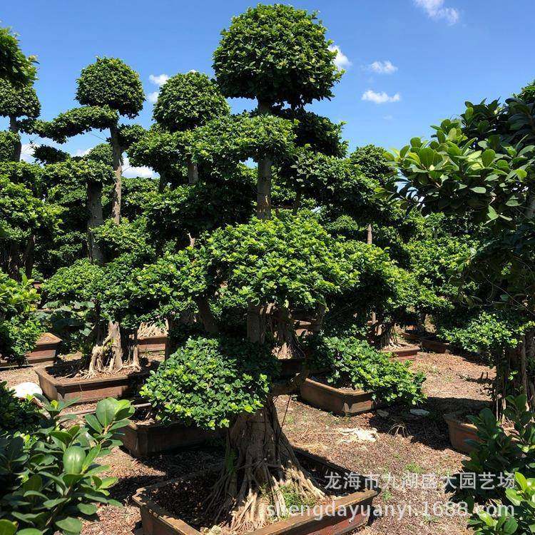 重庆造型榕树盆景福建沙小叶榕叶价榕格大型四西川造型小报价,淘宝优惠券,粉丝福利购,淘宝优惠卷