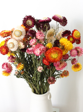 天然风干麦秆菊干花小雏菊原杆真花手工DIY花材家居插花拍摄装饰