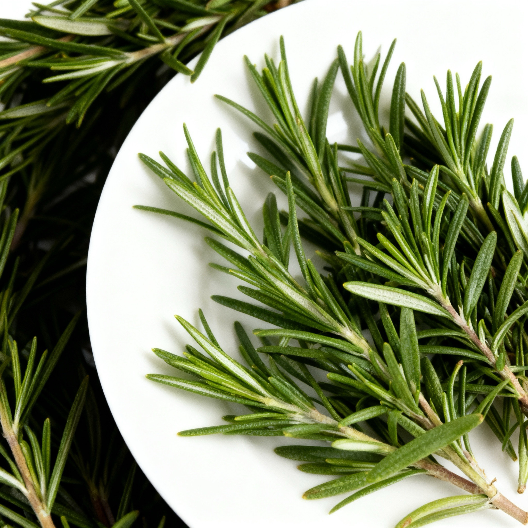 新鲜迷迭香牛排用食用香料西餐食材调味烘焙蛋糕装饰摆盘迷失香,淘宝优惠券,粉丝福利购,淘宝优惠卷