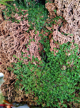 天然麦管石原石 吸水石假山盆景上水石原石 水秀石芦管石鱼缸造景