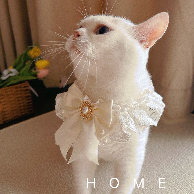 宠物结婚礼白色婚纱围巾猫咪围脖套宠物蕾丝围嘴狗狗纯洁口水巾,淘宝优惠券,粉丝福利购,淘宝优惠卷