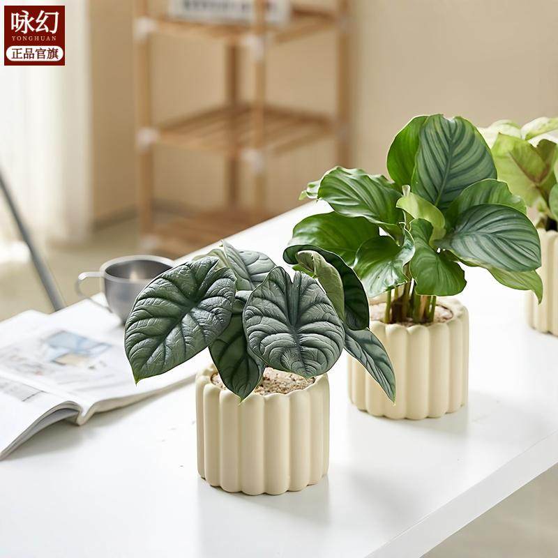 办公室桌面室内绿植小盆栽奶油风摆件室内除甲醛净化空气四季通用,淘宝优惠券,粉丝福利购,淘宝优惠卷