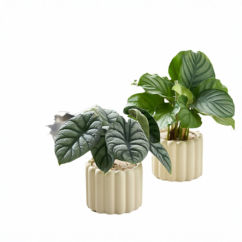 办公室桌面室内绿植小盆栽奶油风摆件室内除甲醛净化空气四季通用,淘宝优惠券,粉丝福利购,淘宝优惠卷