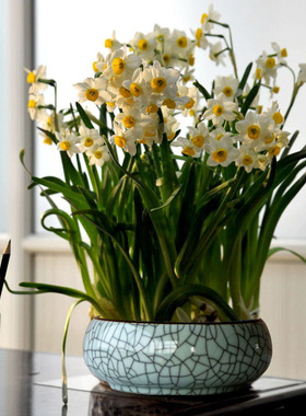 绿萝水培花瓶水养陶瓷种花盆笔洗宽口开片摆件桌面摆设鱼缸