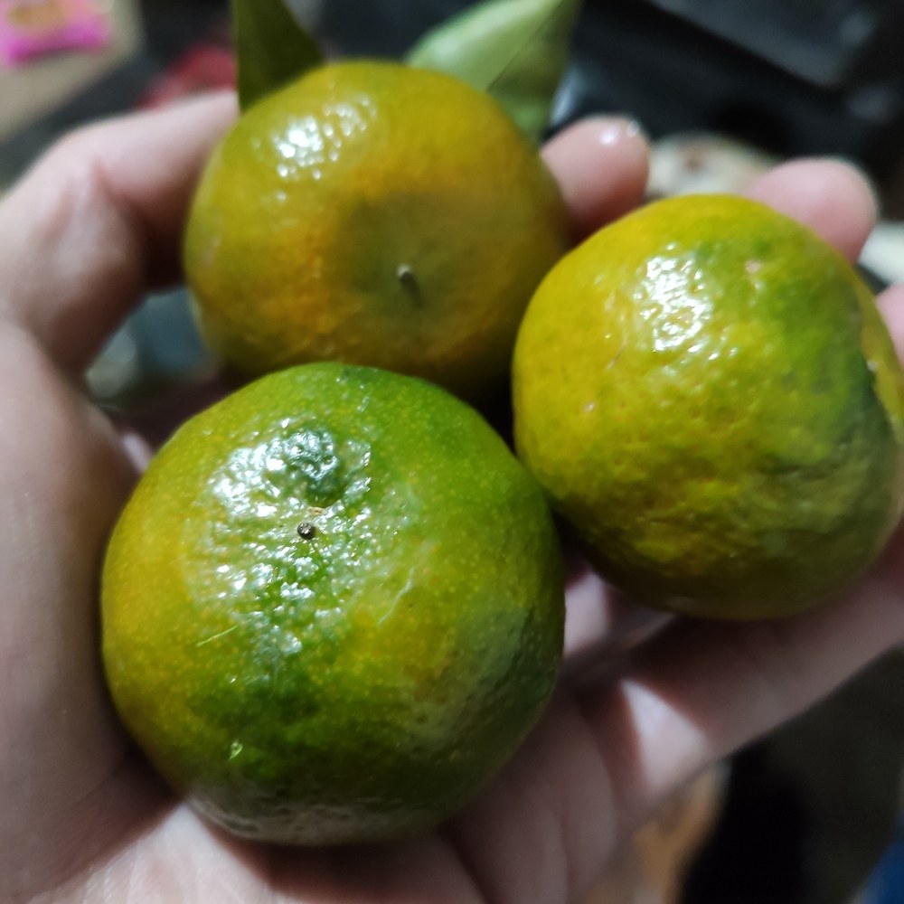 广西清香蜜橘新鲜蜜桔正宗茶橘巴西柑当季水果纯甜不酸青龙桔子,淘宝优惠券,粉丝福利购,淘宝优惠卷