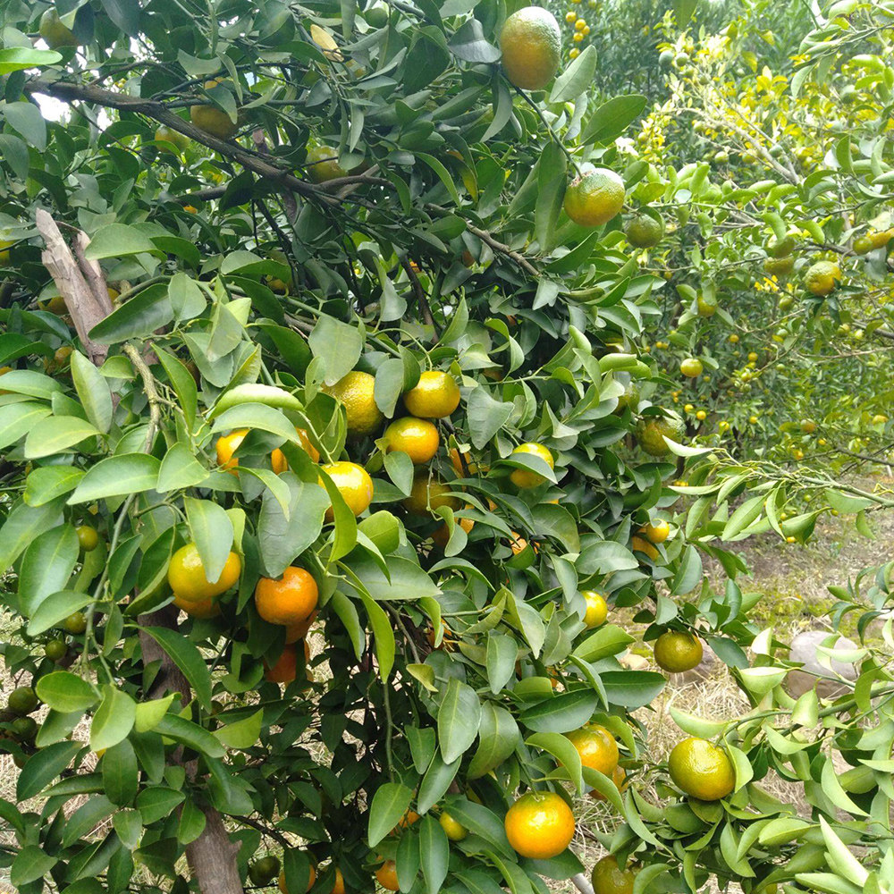 广西清香蜜橘新鲜蜜桔正宗茶橘巴西柑当季水果纯甜不酸青龙桔子,淘宝优惠券,粉丝福利购,淘宝优惠卷