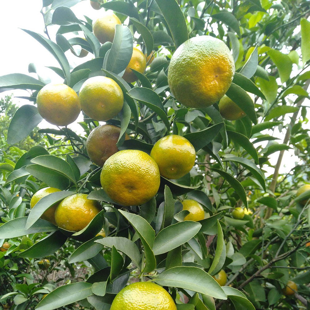 广西清香蜜橘新鲜蜜桔正宗茶橘巴西柑当季水果纯甜不酸青龙桔子,淘宝优惠券,粉丝福利购,淘宝优惠卷