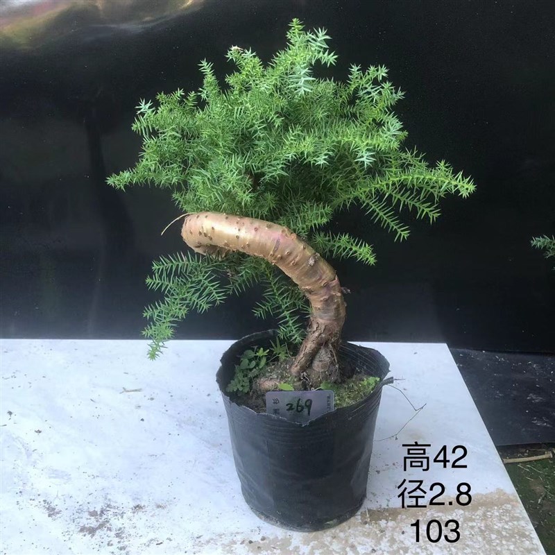 澳洲杉盆景不老松造型提根盆栽澳大利亚杉欧洲杉客厅 - 图3