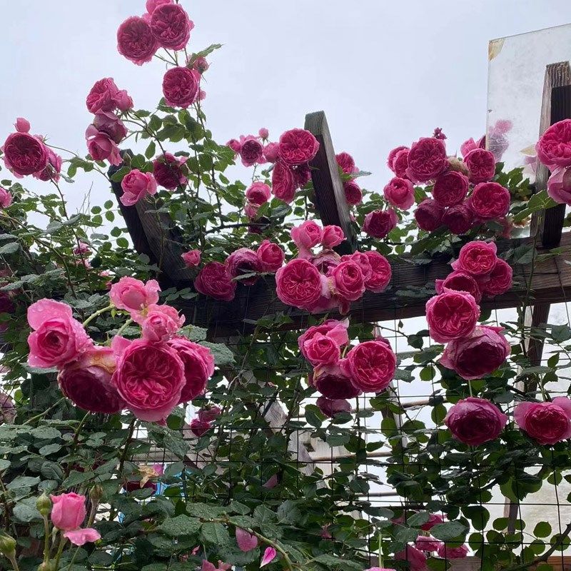 藤本月季花大游行大苗阳台庭院拱门爬藤蔷薇花玫瑰花浓香大花四季,淘宝优惠券,粉丝福利购,淘宝优惠卷