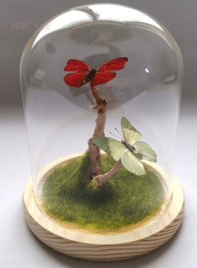 真蝴蝶标本 昆虫标本蝴蝶DIY特色创意 七夕节礼品 立体摆件