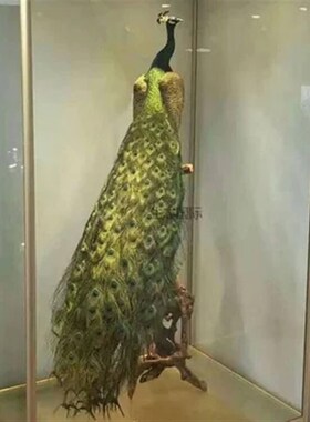 天然蓝孔雀标本 白孔雀羽毛仿真鸟类动物标本 装饰品摆件手工艺品