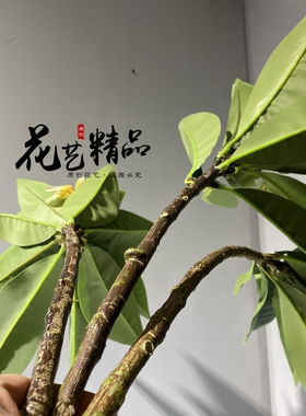 鸡蛋花树枝鸡旦花仿真花软装插花素材大树装饰品陈列家居摆放花艺