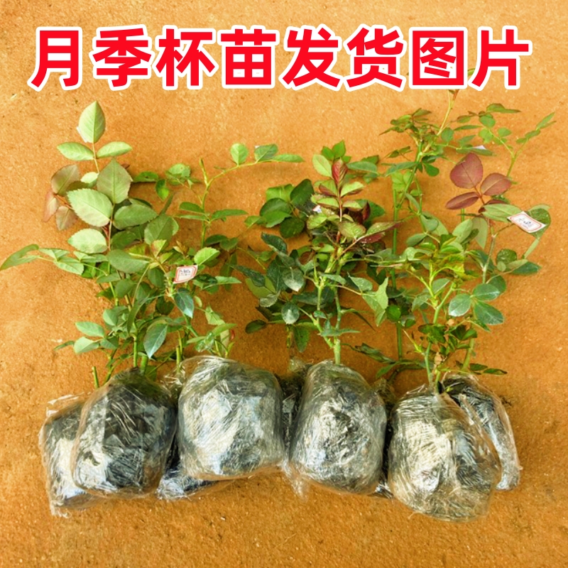 2年生爬藤月季小苗蔷薇花苗爬藤四季开花爬墙植物花苗-图0