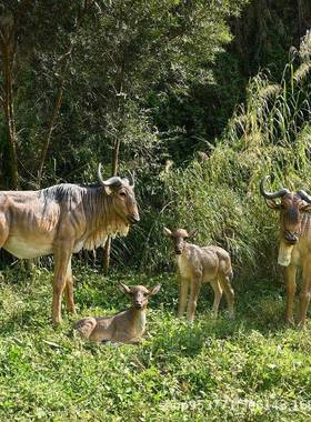 大型角马仿真角马动物玻璃钢模型地庭花园装院园林景观摆件绿公园