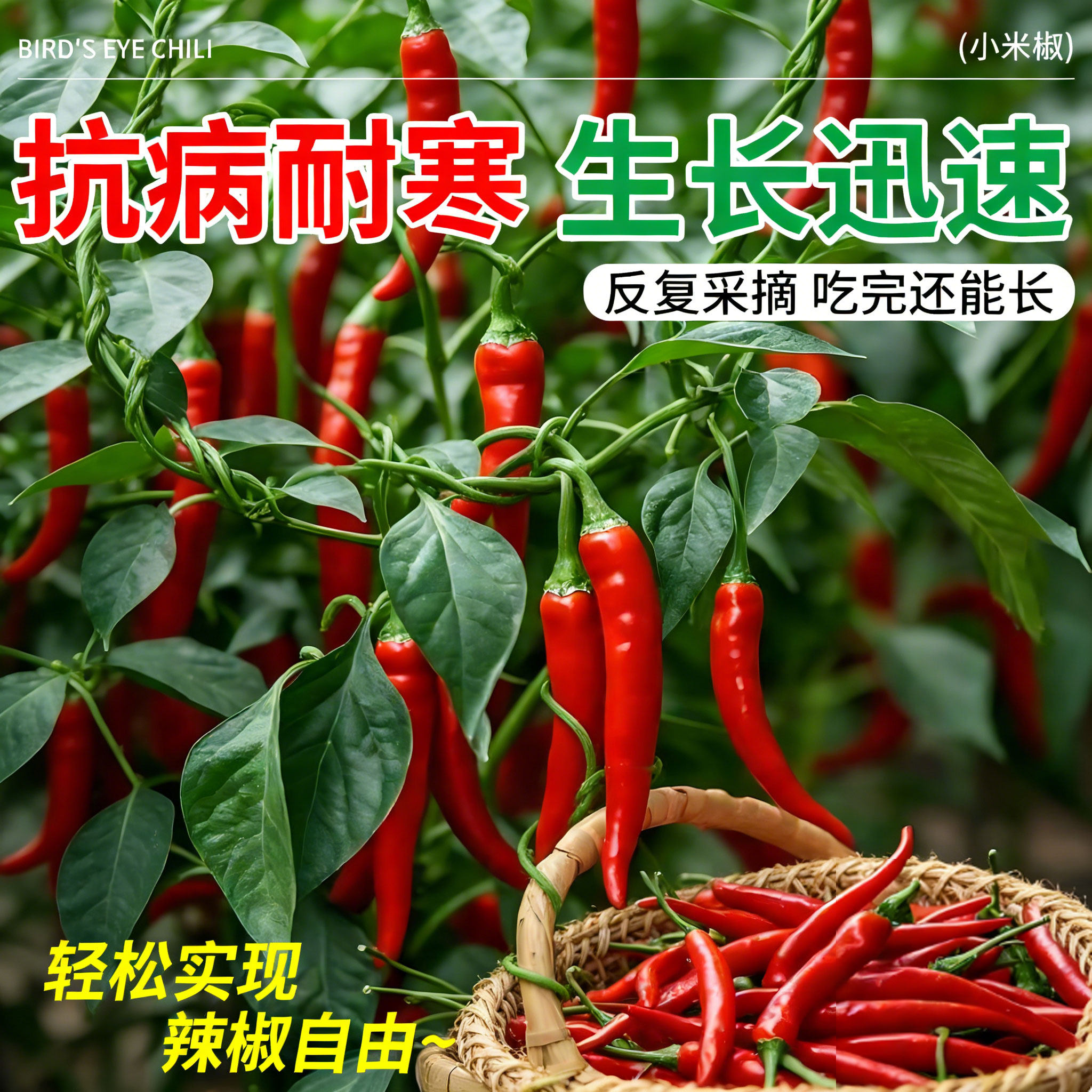 辣椒苗朝天椒幼苗小米辣椒高产簇生四季南方种阳台带土盆栽蔬菜苗,淘宝优惠券,粉丝福利购,淘宝优惠卷