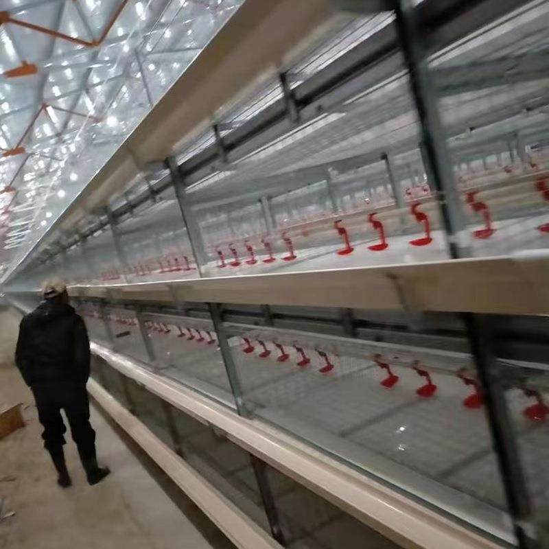 厂家供应全自动肉鸡笼框架肉鸡笼自动化清粪捡蛋养鸡养殖设备,淘宝优惠券,粉丝福利购,淘宝优惠卷