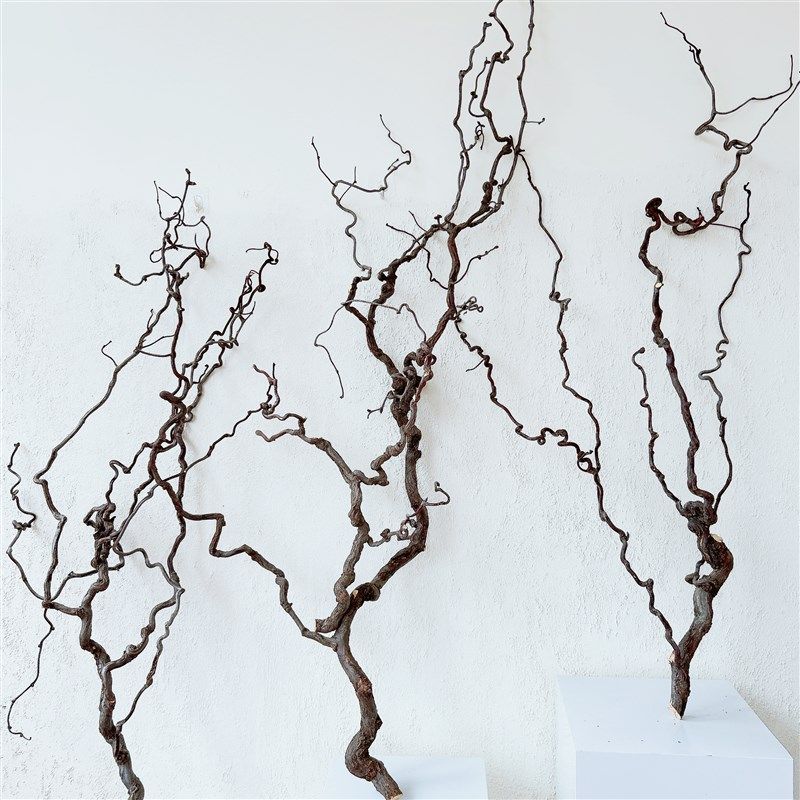 龙枣枝干树枝侘寂禅意中式插花装饰客厅家居酒店茶室摆设艺术枯枝,淘宝优惠券,粉丝福利购,淘宝优惠卷