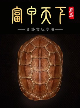 天然精品真乌金龟壳真龟甲文玩六爻铜钱易经64卦摇卦手把件