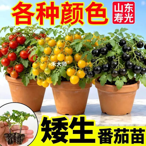 【下单立减50】矮生番茄苗盆栽多色西红柿种苗管理简单生长迅速WZ - 图1