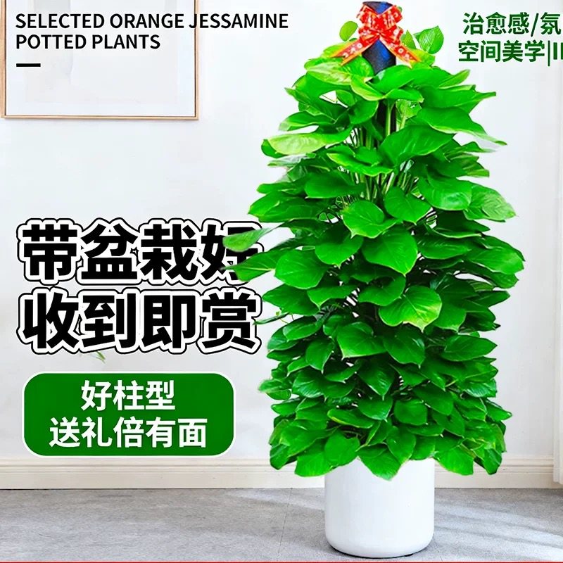 大叶绿萝柱客厅大盆栽室内大型绿植新房除甲醛净化空气植物好养活,淘宝优惠券,粉丝福利购,淘宝优惠卷