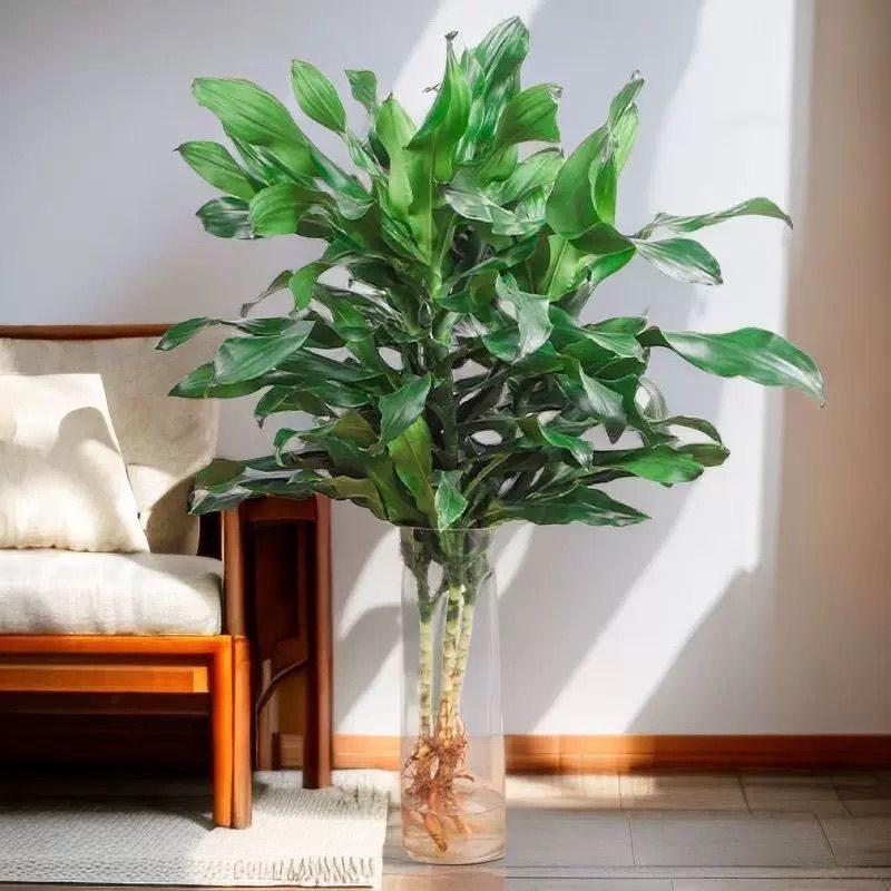 水培植物高大螺纹铁观叶绿植客厅室内好养无土纯水培盆栽四季常青 - 图2