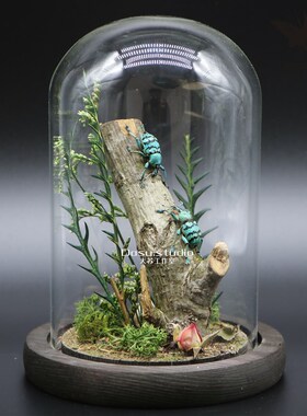 森林精灵小型虫实昆真甲虫礼本生态微景观玻璃罩摆件收藏品标物