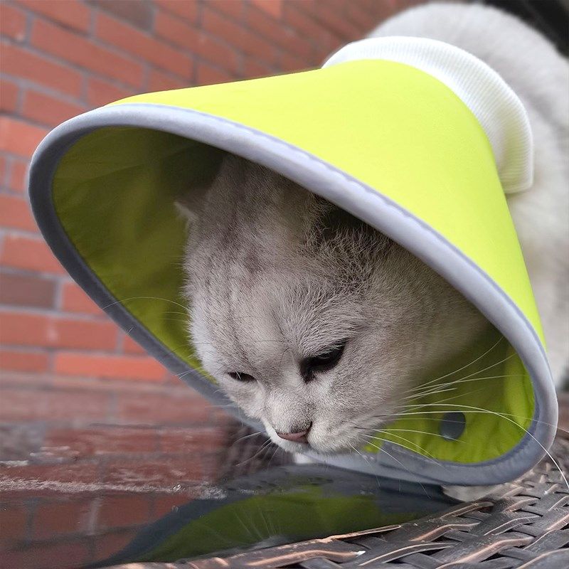 伊丽莎白圈小型犬头套猫咪狗狗脖圈宠物绝育项圈防咬防舔圈,淘宝优惠券,粉丝福利购,淘宝优惠卷