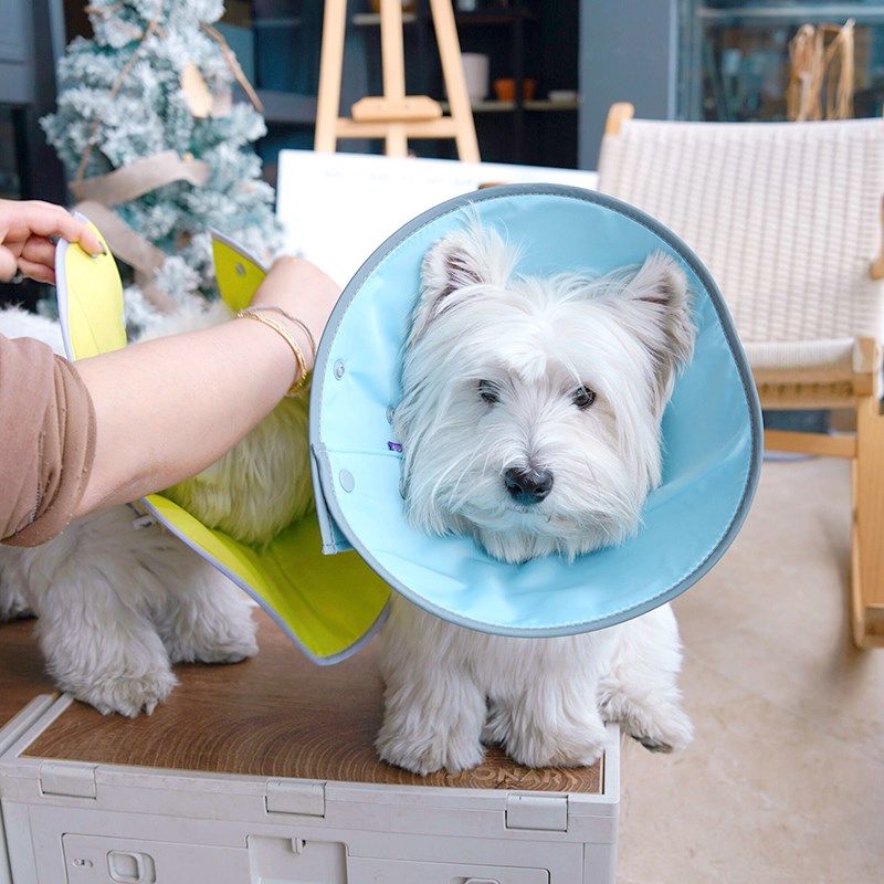 伊丽莎白圈小型犬头套猫咪狗狗脖圈宠物绝育项圈防咬防舔圈,淘宝优惠券,粉丝福利购,淘宝优惠卷