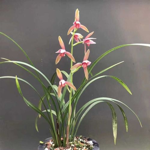 建兰名品仙山红经典红花浓香阳台花苞兰花苗室内名贵好养花卉 - 图3