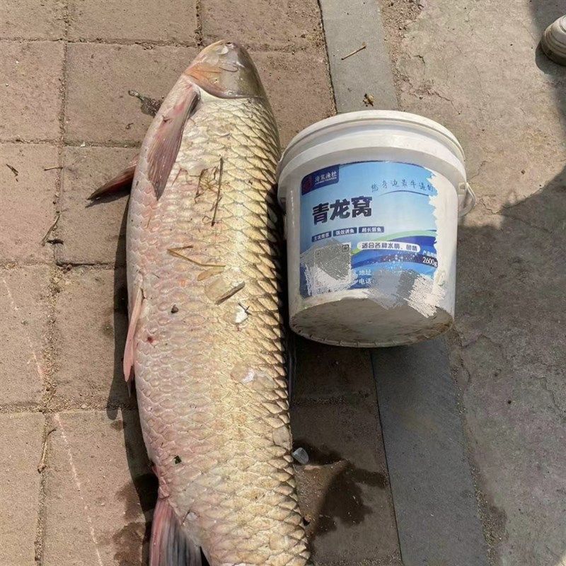 青龙窝挂钩颗粒青鱼草鱼窝料黑坑鱼饵,淘宝优惠券,粉丝福利购,淘宝优惠卷