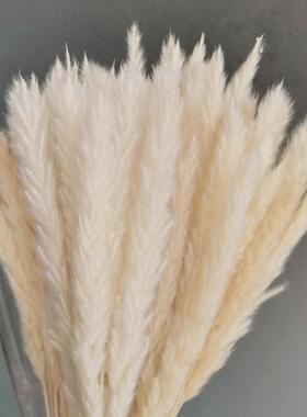 15Pcs Dried Small Pampas Grass Flowers Pantas Artificiales P
