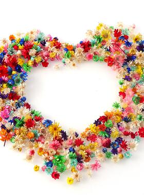 100/200pcs Real Dried Flowers For Diy Art Craft Epoxy Resin