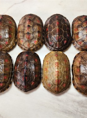 天然乌龟壳真龟甲刻字六爻龟甲占中华草龟壳王八壳完整送铜钱配件