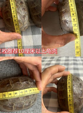 天然文玩真乌龟壳爻卦六爻文玩龟甲卜乾隆通宝铜钱草龟壳富甲摆件