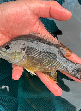 冷水凶猛原生观赏太阳鱼不加温小型鱼苗广温淡水肉食性皮实好养