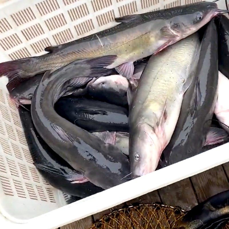 钓鲶鱼专用腥臭小药野钓鮰鱼臭鱼饵料江团窝料黑坑叉尾诱鱼剂渔具,淘宝优惠券,粉丝福利购,淘宝优惠卷