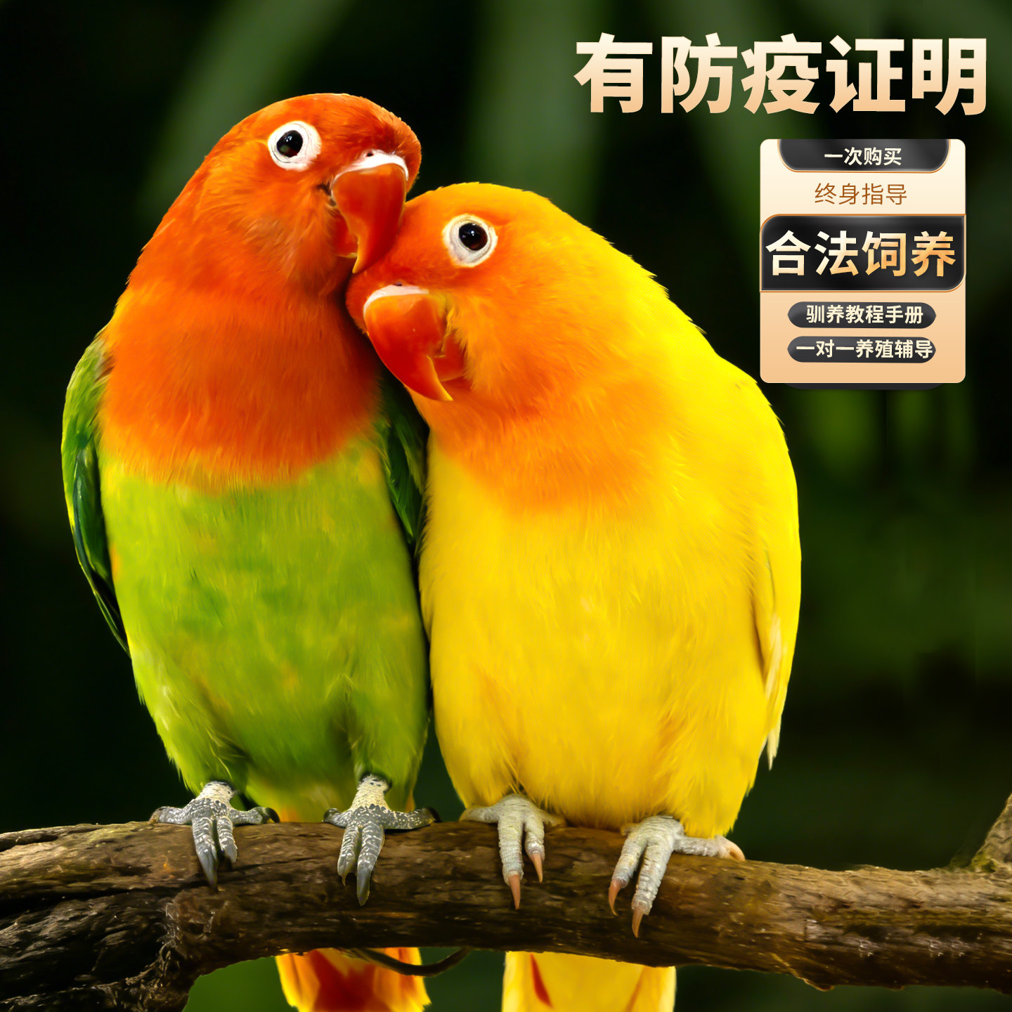 【送货上门】费氏牡丹鹦鹉活鸟幼鸟手养爱情鸟一公一母非半毛雏鸟,淘宝优惠券,粉丝福利购,淘宝优惠卷