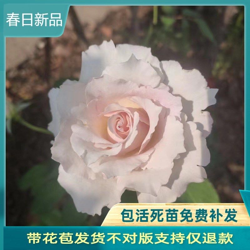 河本新品 萨菲/莎菲天使月季长势快 勤花 花径大 多季节重复开花,淘宝优惠券,粉丝福利购,淘宝优惠卷