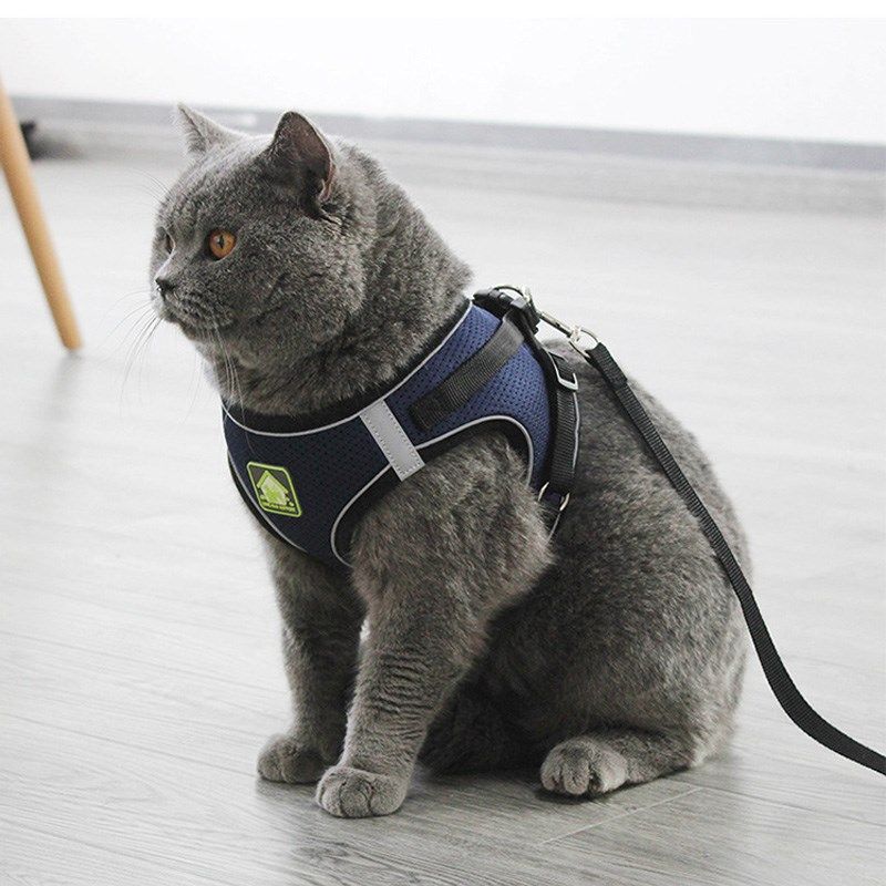 猫咪牵引绳网红防挣脱外出专用背心式自动伸缩高颜值小猫透气宠物,淘宝优惠券,粉丝福利购,淘宝优惠卷