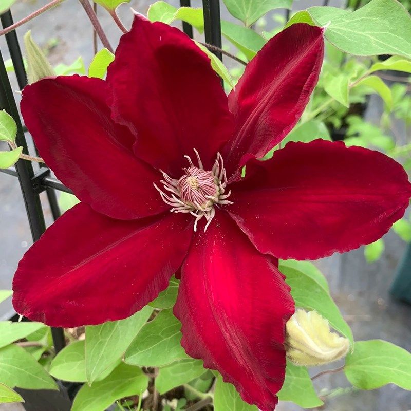 瑞贝卡铁线莲盆栽爬藤植物大苗重瓣大花藤本花卉四季勤花长势快速,淘宝优惠券,粉丝福利购,淘宝优惠卷