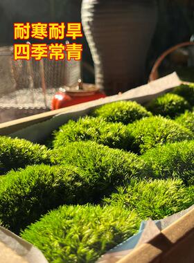 永生苔藓微景观盆景铺面青苔装饰假山水缸雨林造景材料植白发藓