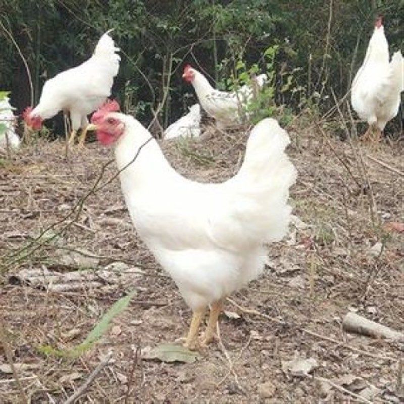 散养花柴鸡白羽鸡纯白色母鸡2-3斤正在产蛋的鸡观赏鸡蛋鸡土白鸡,淘宝优惠券,粉丝福利购,淘宝优惠卷