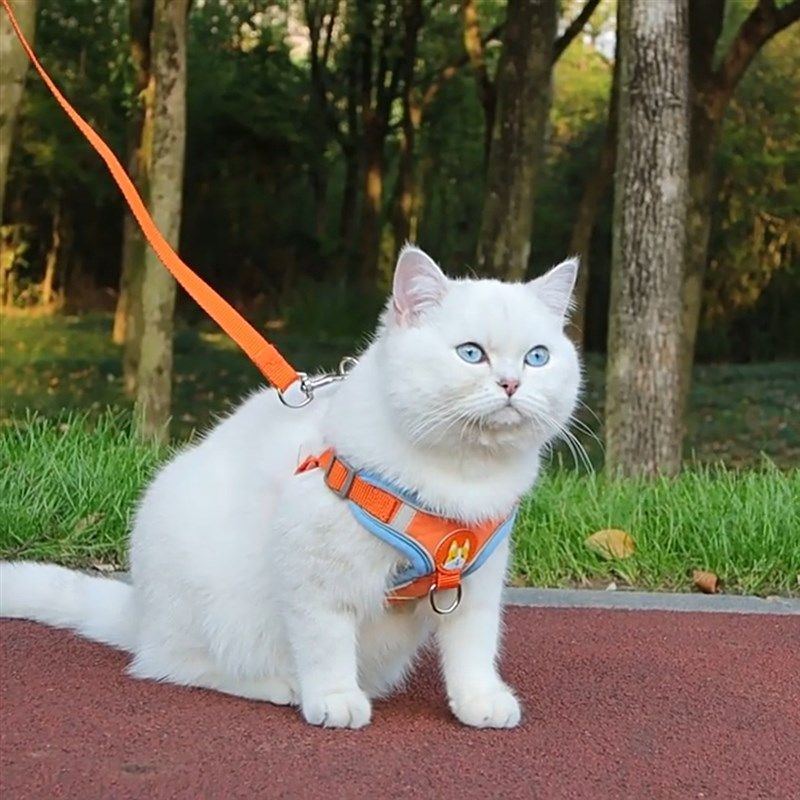 猫咪牵引绳防挣脱外出专用背心式胸背带不勒脖宠物可调节遛猫链子,淘宝优惠券,粉丝福利购,淘宝优惠卷