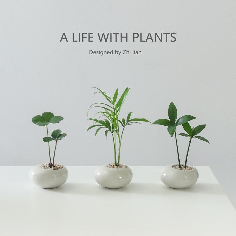 墨西哥铁盆栽创意迷你拇指绿植物室内客厅桌面办公桌花卉四季常青,淘宝优惠券,粉丝福利购,淘宝优惠卷