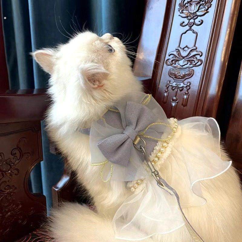 猫猫遛猫绳猫咪胸背带牵引绳防挣脱外出专用宠物衣服溜猫绳狗绳子,淘宝优惠券,粉丝福利购,淘宝优惠卷