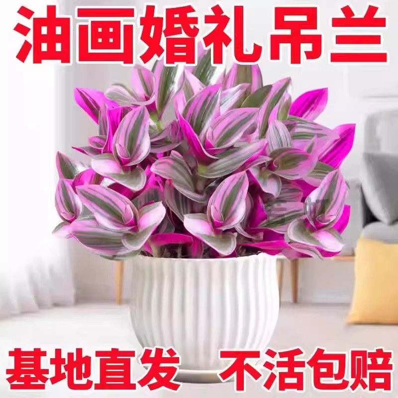 进口油画婚礼吊兰大苗盆栽垂吊爆盆紫露兰好养活绿植室内多肉植物,淘宝优惠券,粉丝福利购,淘宝优惠卷